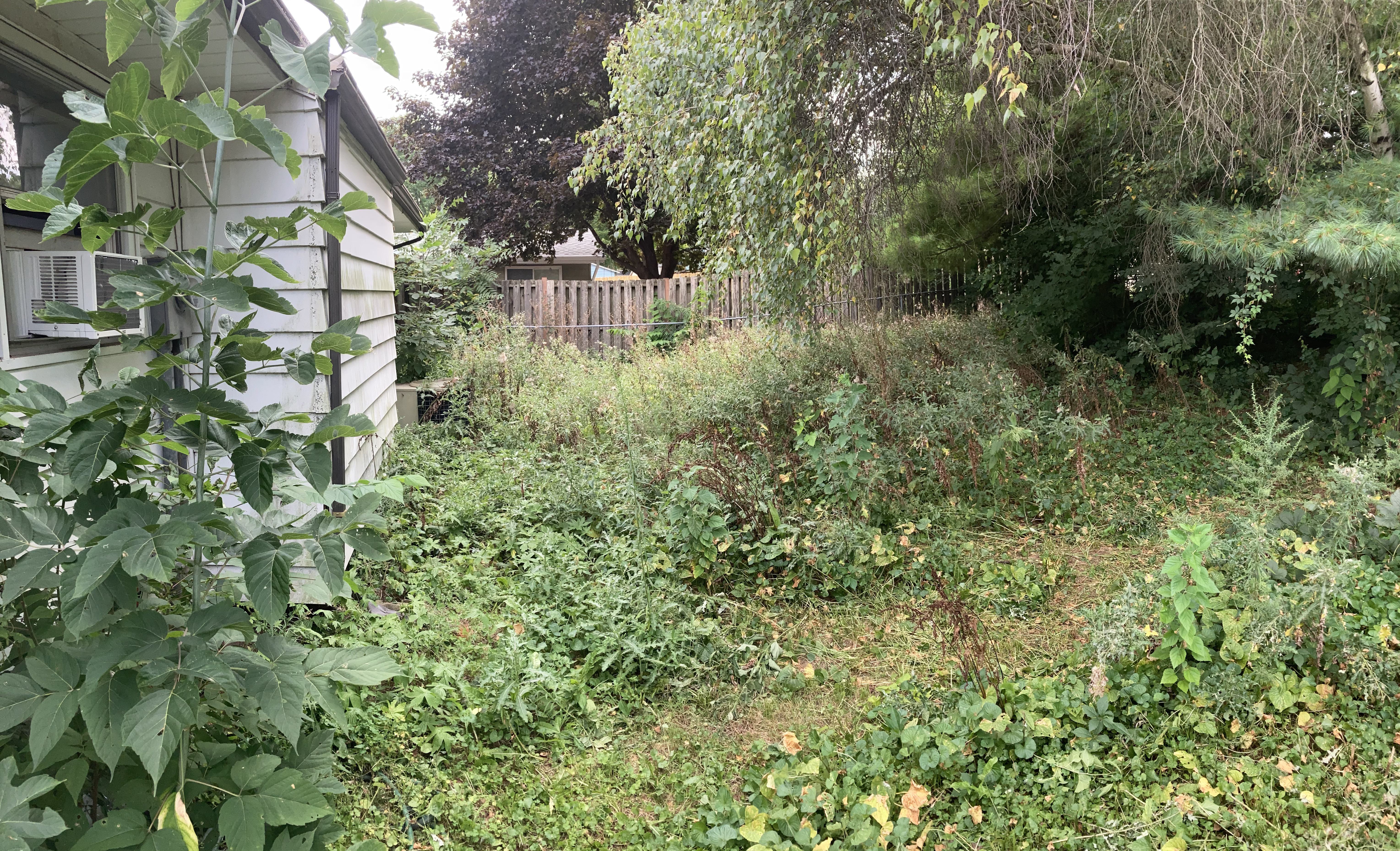 Overgrown backyard 3